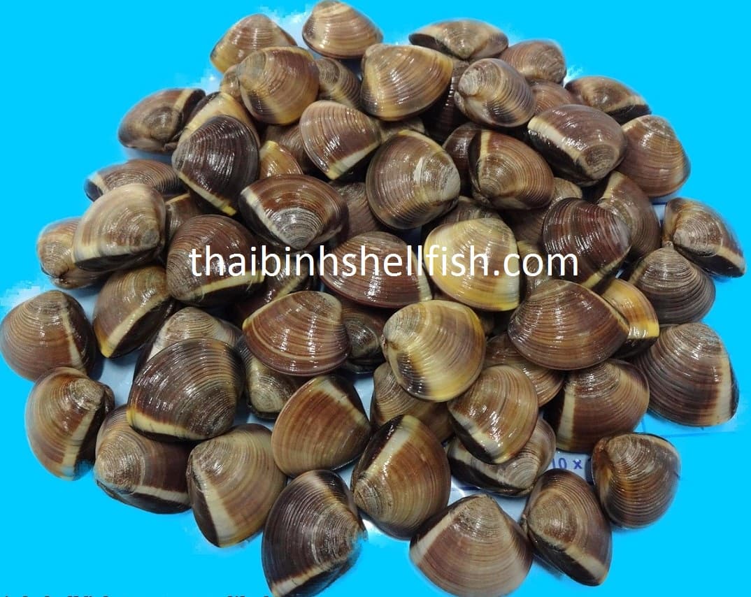 HIGH QUALITY FROZEN COOKED VACUUM BROWN CLAM SHELL ON